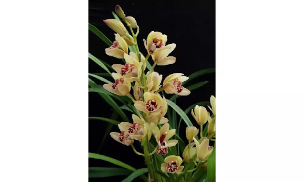 Orchid